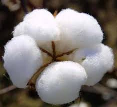 Organic Cotton Manufacturer Supplier Wholesale Exporter Importer Buyer Trader Retailer in Indore Madhya Pradesh India